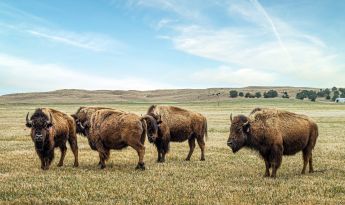 Buffalo on a prairie. 