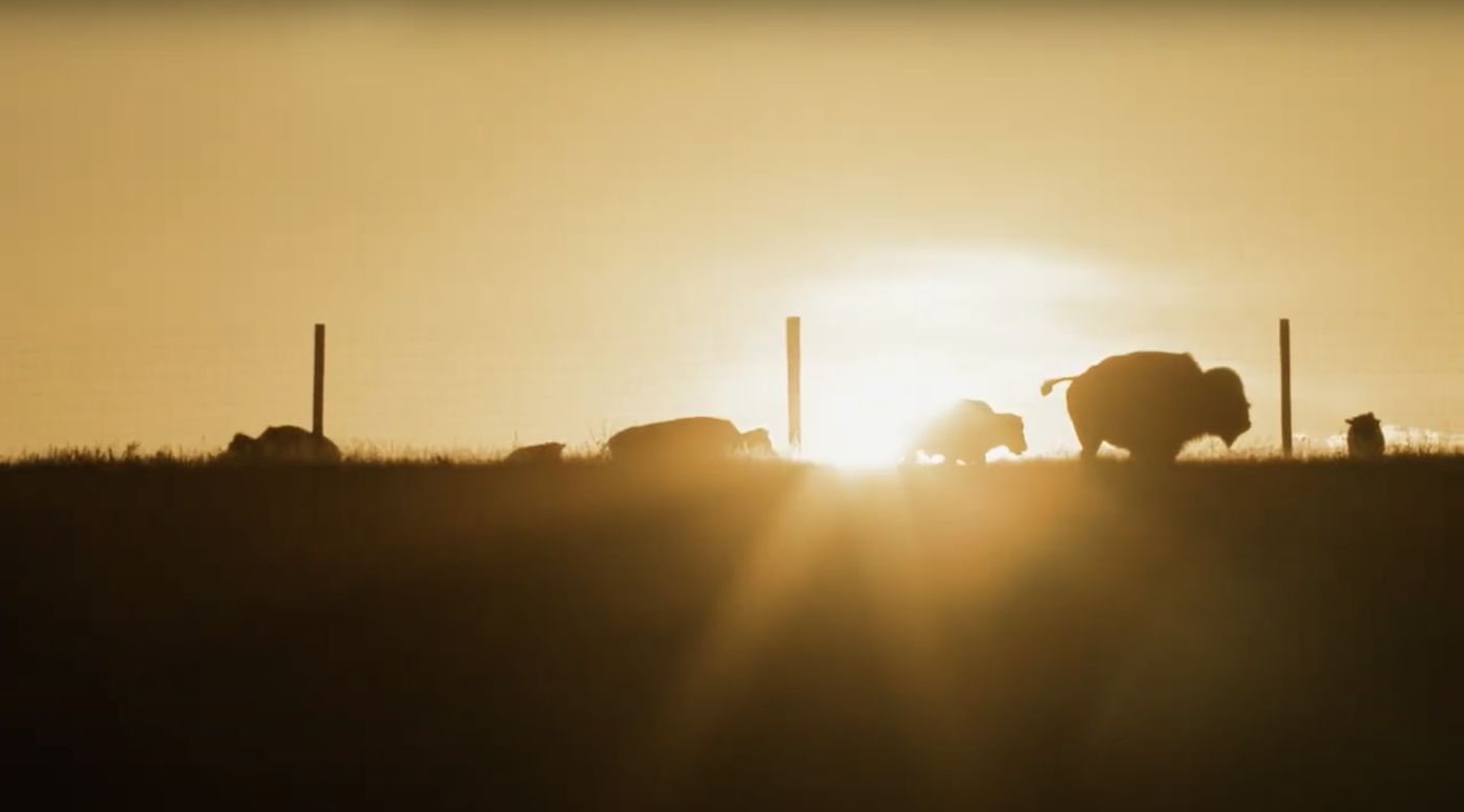 Buffalo walk on horizon at sunset
