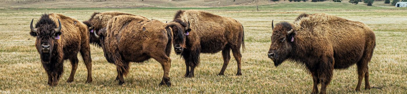 Buffalo on an open expanse of a ranch. 