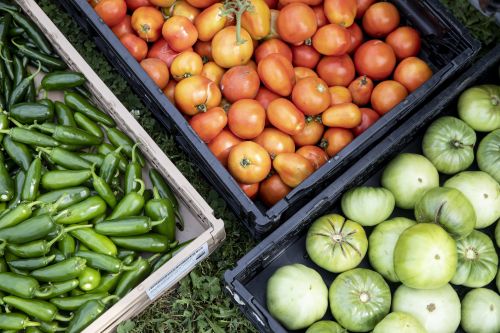 Appetite for Change’s urban farms produced 9,554 pounds of produce in 2019