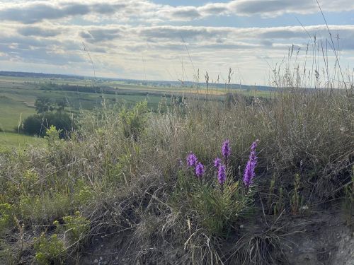 wildflowers grow among prairie grass atop a hill